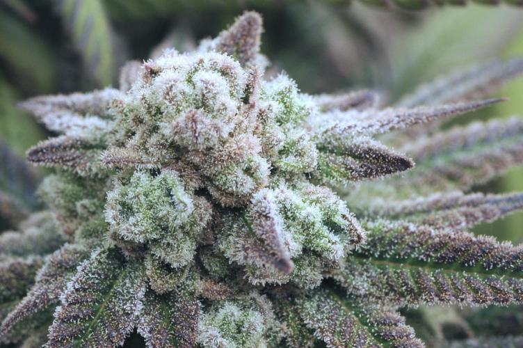 OSS - Blackwater. Week 28