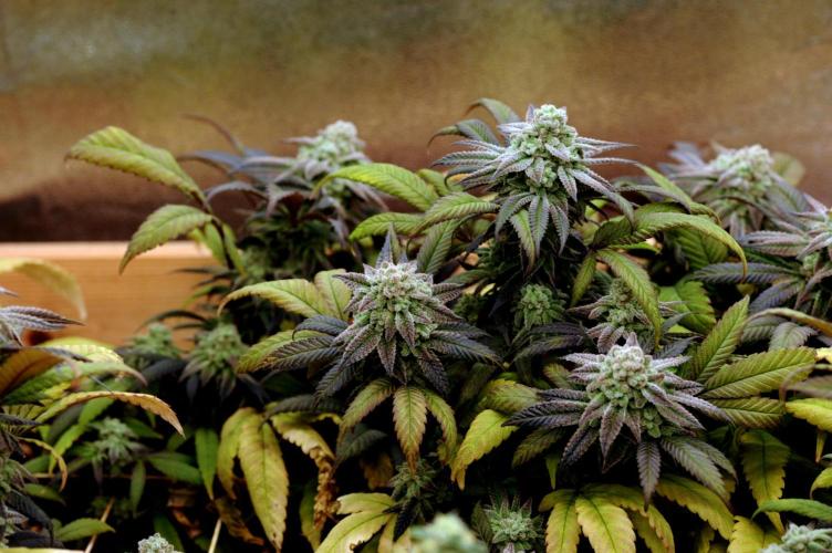 OSS - Blackwater. Week 28