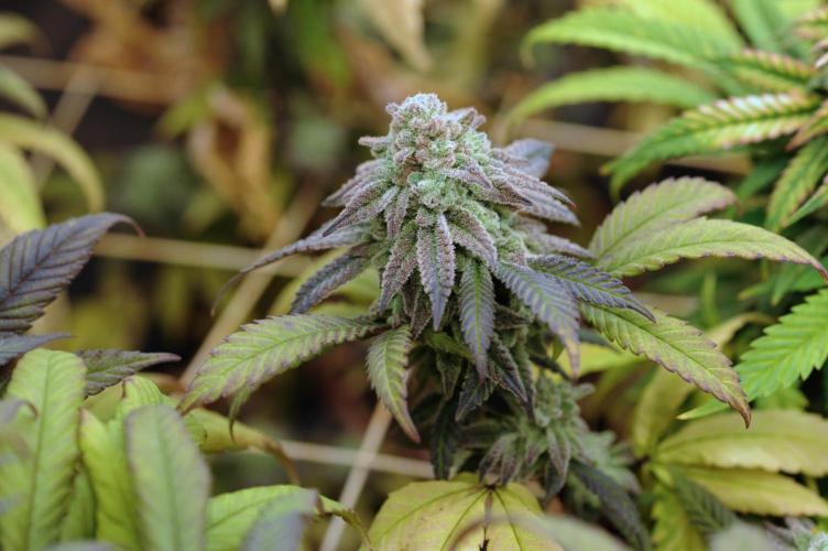 OSS - Blackwater. Week 28