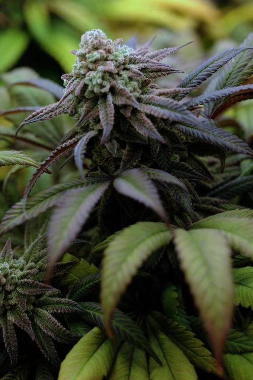 OSS - Blackwater. Week 28