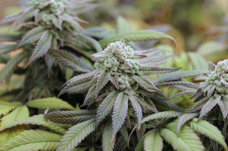 OSS - Blackwater. Week 28
