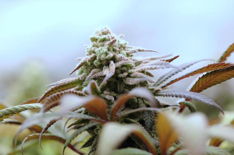 OSS - Blackwater. Week 28