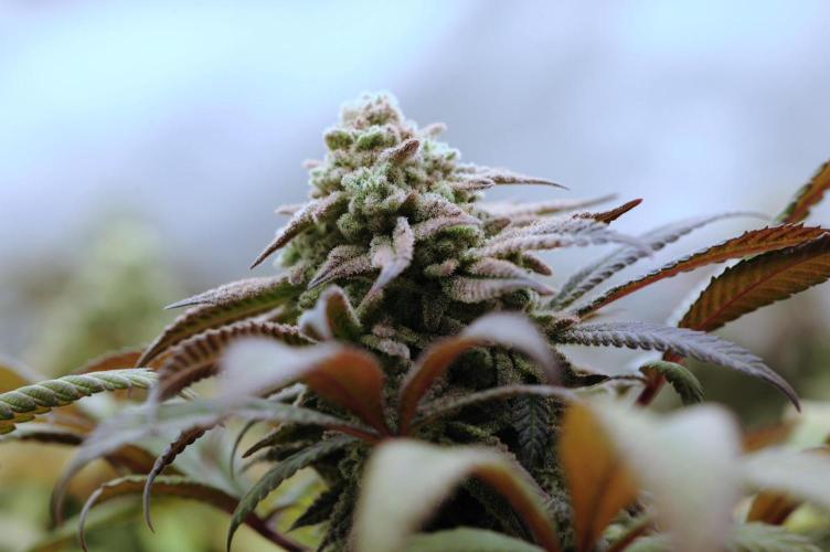 OSS - Blackwater. Week 28