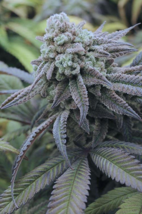 OSS - Blackwater. Week 28