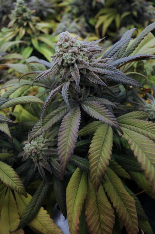 OSS - Blackwater. Week 28