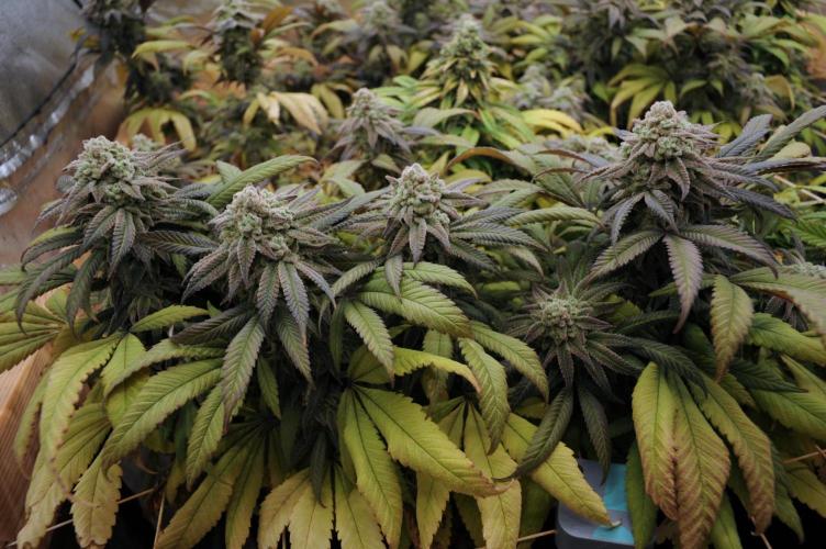 Blackwater. Week 28