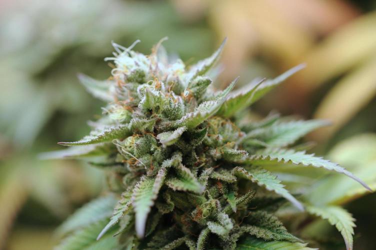 OSS - Tiramisu. Week 28