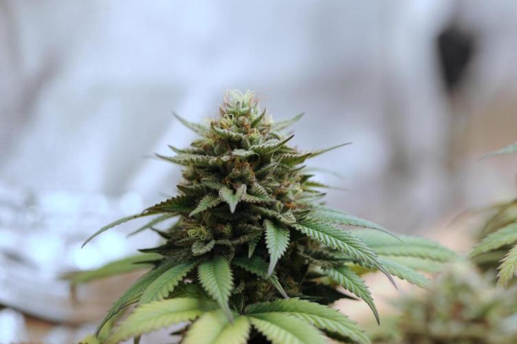 OSS - Tiramisu. Week 28