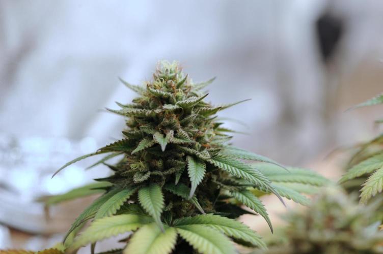 OSS - Tiramisu. Week 28