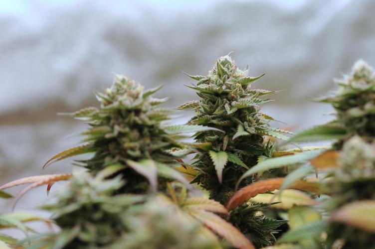 OSS - Tiramisu. Week 28