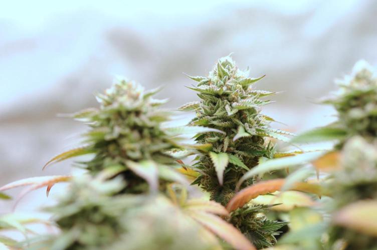 OSS - Tiramisu. Week 28