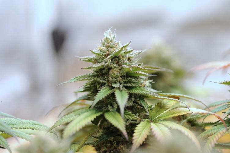 OSS - Tiramisu. Week 28