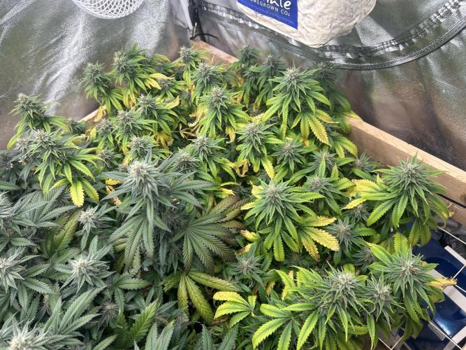WSE - NYC Diesel. Week 25