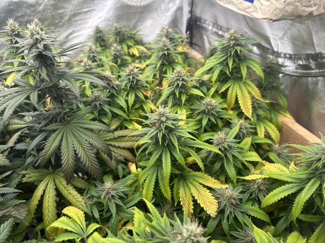 WSE - NYC Diesel. Week 25