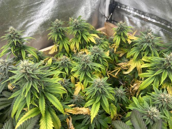 WSE - NYC Diesel. Week 25