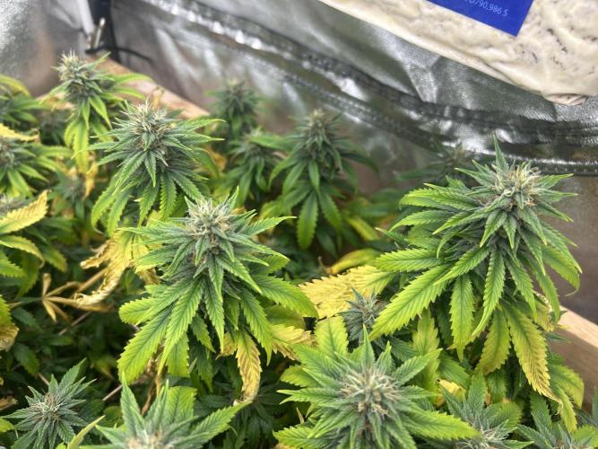 WSE - NYC Diesel. Week 25