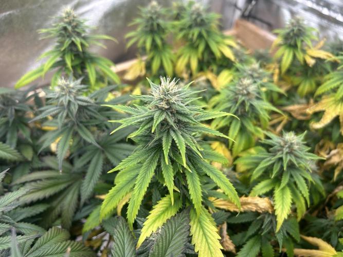 WSE - NYC Diesel. Week 25