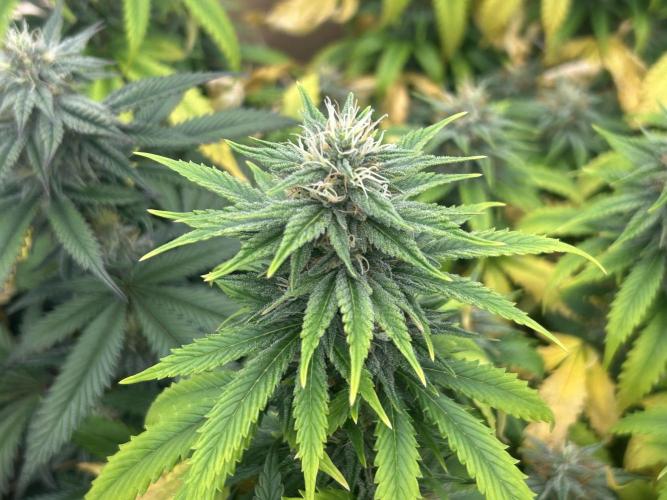 WSE - NYC Diesel. Week 25