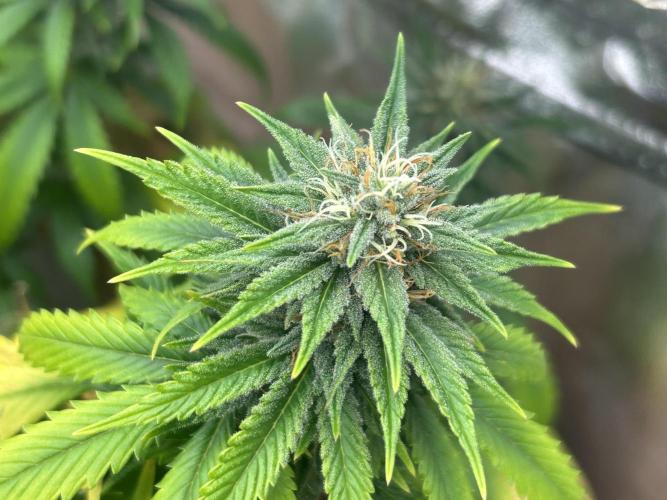 WSE - NYC Diesel. Week 25