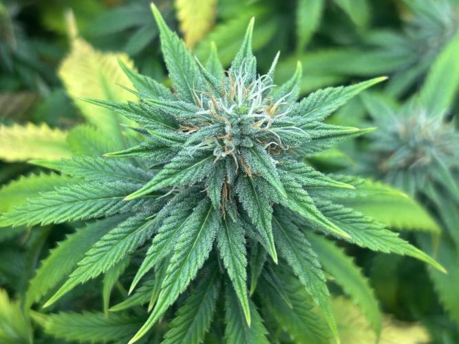 WSE - NYC Diesel. Week 25