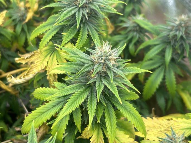 WSE - NYC Diesel. Week 25