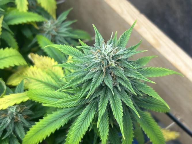 NYC Diesel . Week 25