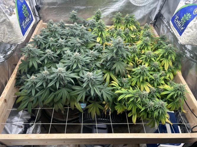 NYC Diesel . Week 25