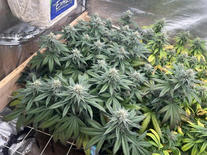 WSE - Sour Diesel. Week 25