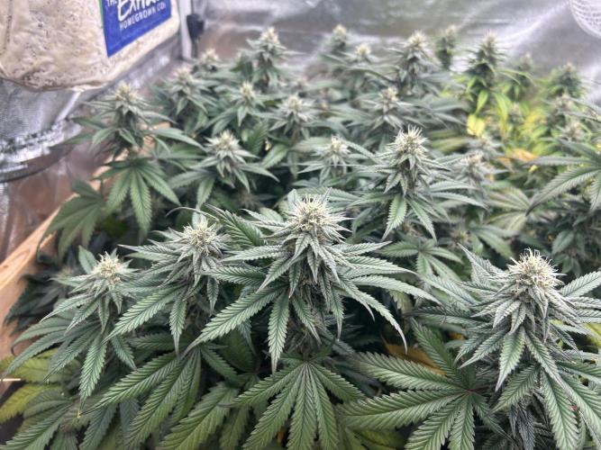WSE - Sour Diesel. Week 25