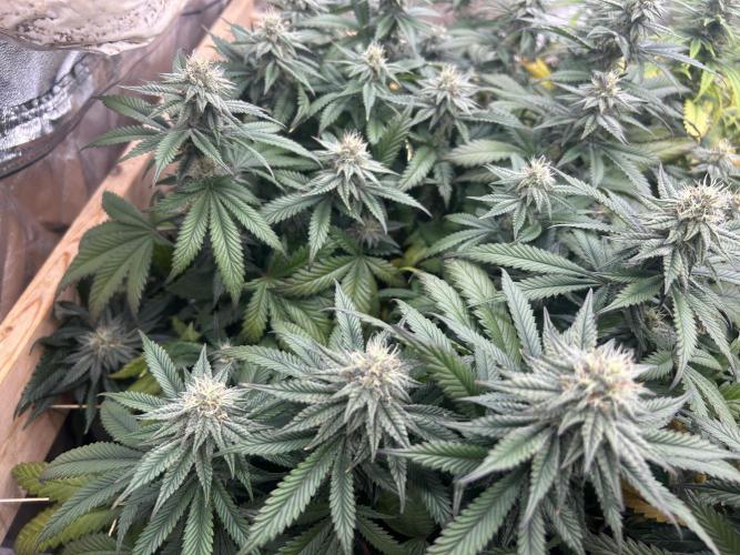 WSE - Sour Diesel. Week 25