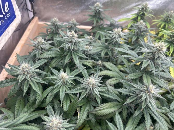 WSE - Sour Diesel. Week 25
