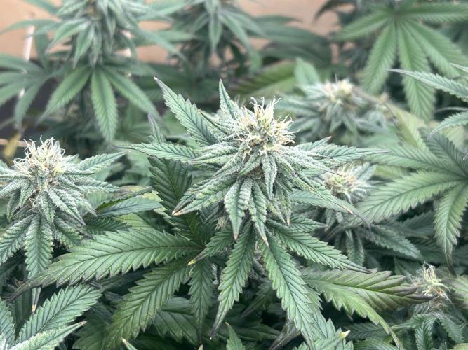 WSE - Sour Diesel. Week 25