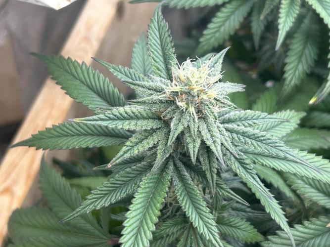 WSE - Sour Diesel. Week 25