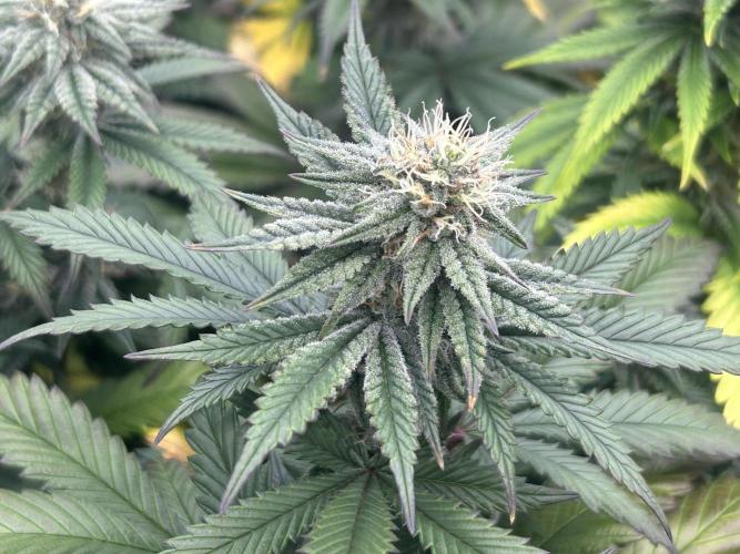 WSE - Sour Diesel. Week 25