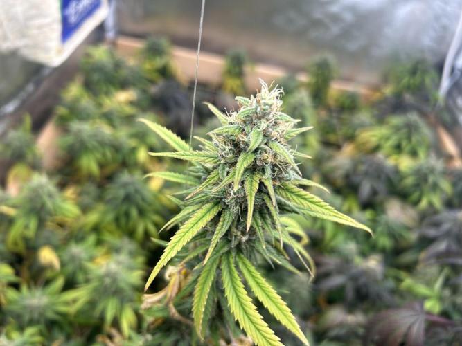 HS - Purple Kush. Week 25