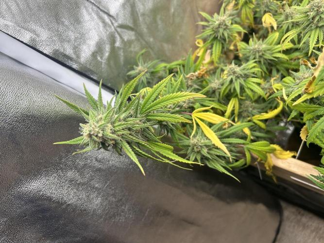 HS - Purple Kush. Week 25
