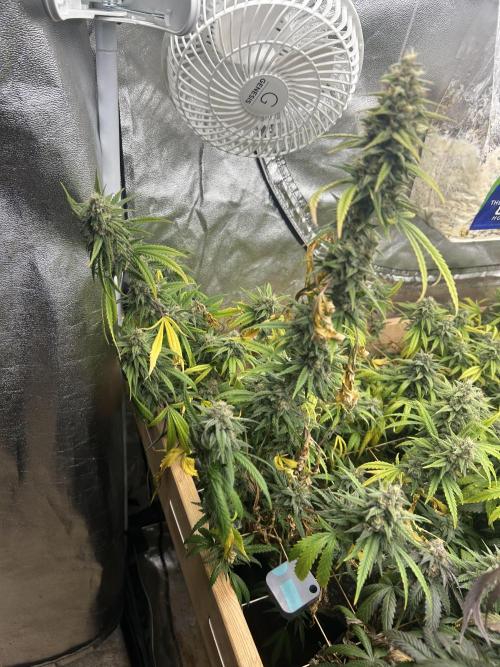 HS - Purple Kush. Week 25