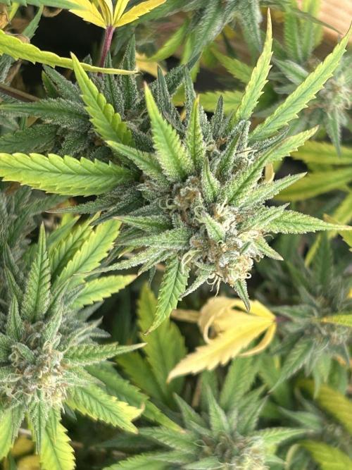 HS - Purple Kush. Week 25