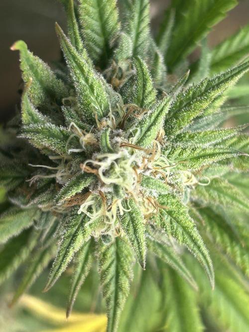 HS - Purple Kush. Week 25