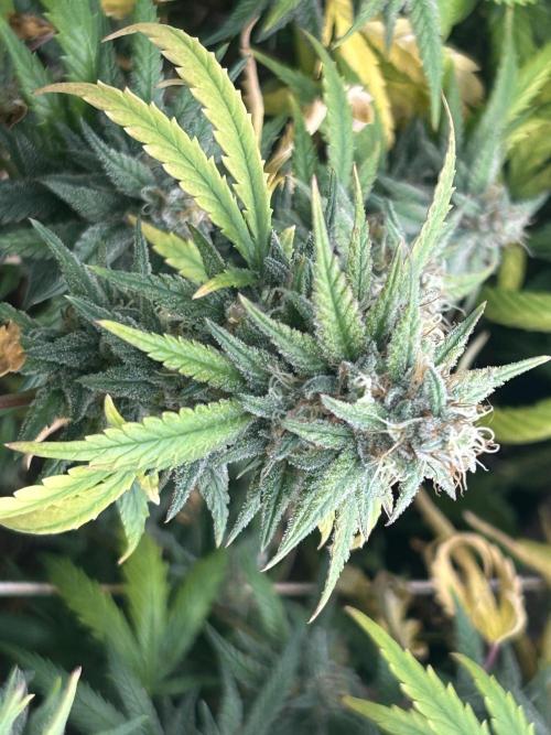 HS - Purple Kush. Week 25