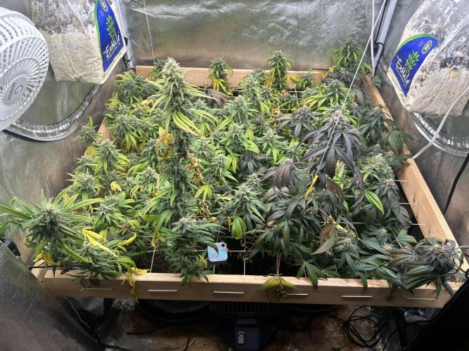 RQS - Gelato 44. Week 23 - 7/18/26