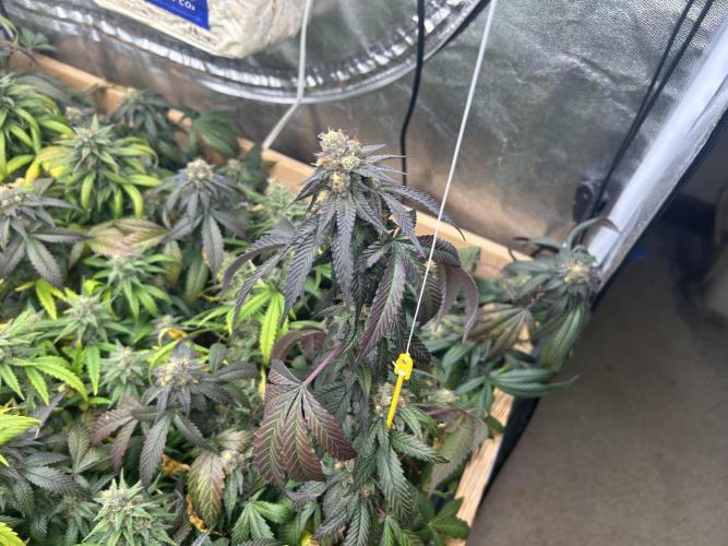 RQS - Gelato 44. Week 23