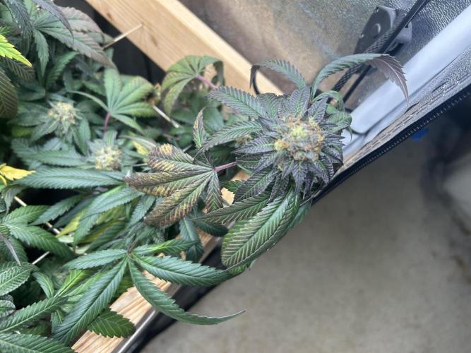 RQS - Gelato 44. Week 23