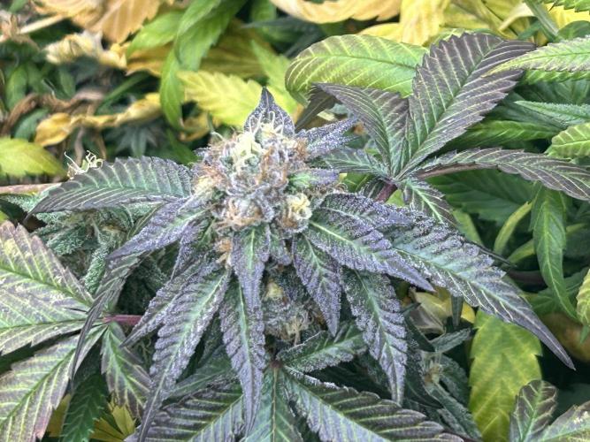 RQS - Gelato 44. Week 23