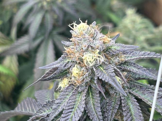 RQS - Gelato 44. Week 23