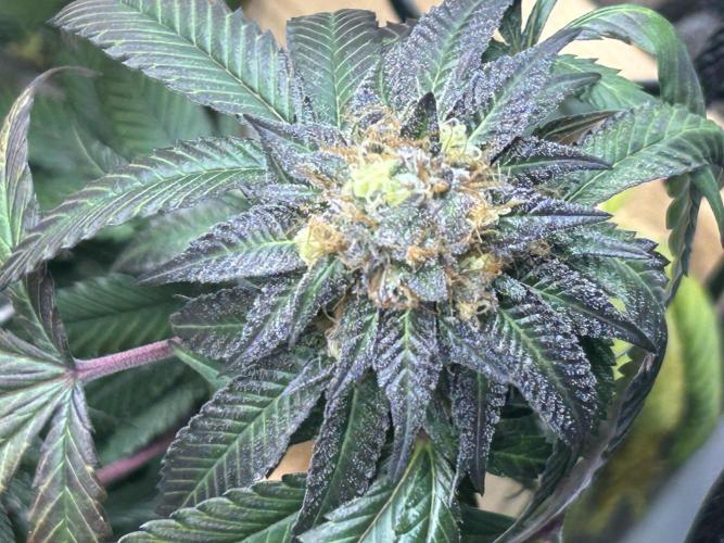 RQS - Gelato 44. Week 23