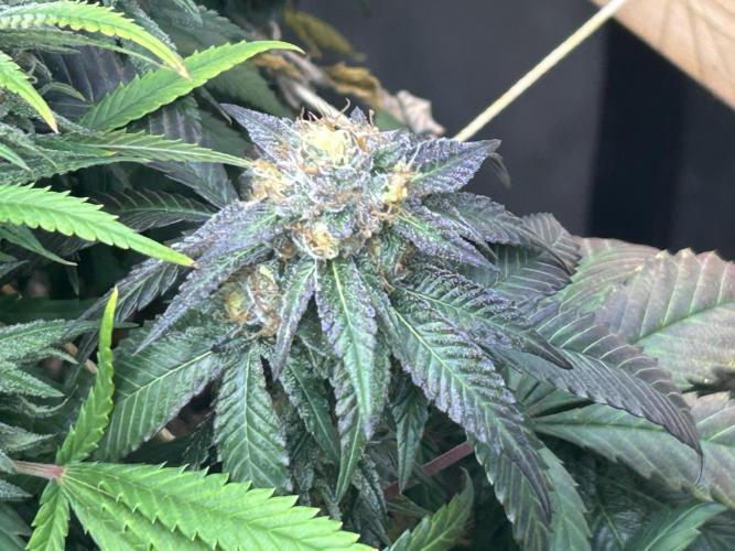 RQS - Gelato 44. Week 23