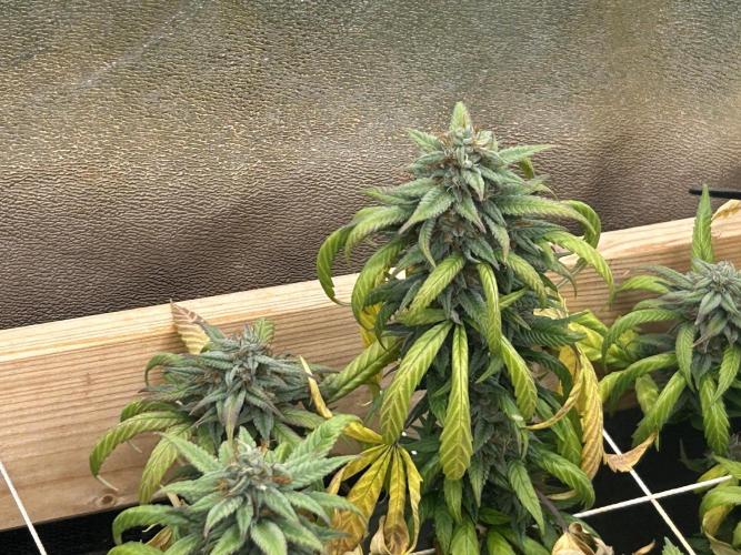 RQS - Tropicana Cookies Purple. Week 24