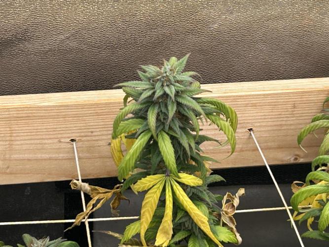 RQS - Tropicana Cookies Purple. Week 24