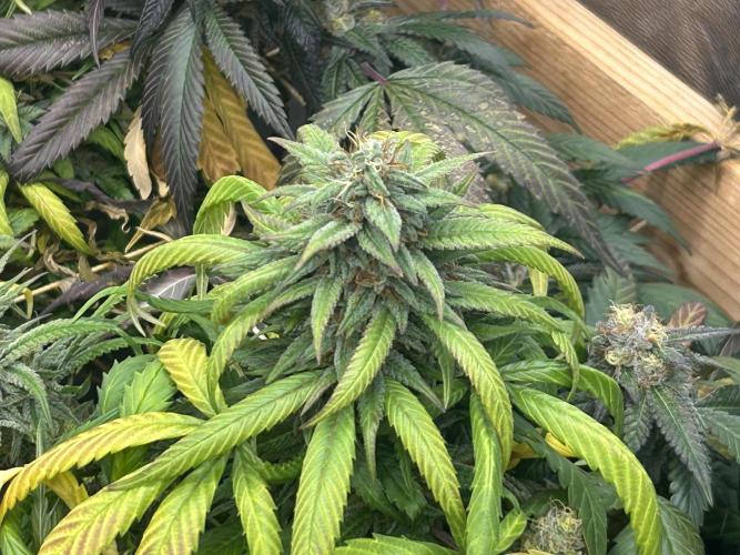 RQS - Tropicana Cookies Purple. Week 24
